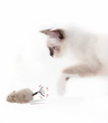 Funny Lifelike Plush Mouse Running Rat Toy for Cats Dogs